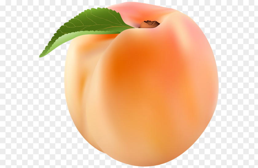Peach Nectarine Clip Art PNG