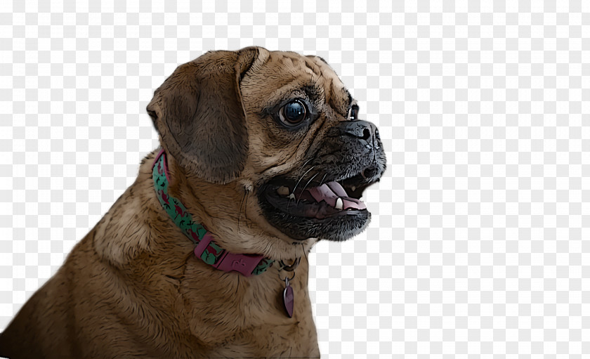 Puggle Pug Bullmastiff Snout Dog Collar PNG