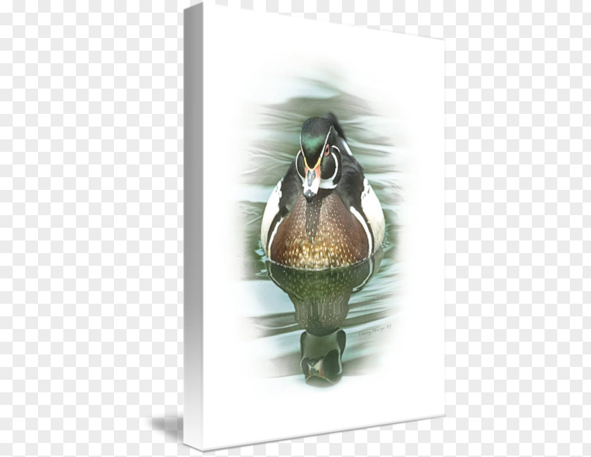 Wood Duck Hatchie National Wildlife Refuge Comprehensive Conservation Plan Fauna Beak Greeting & Note Cards PNG