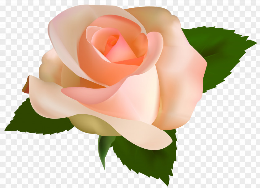 Yellow Rose Peach Flower Clip Art PNG