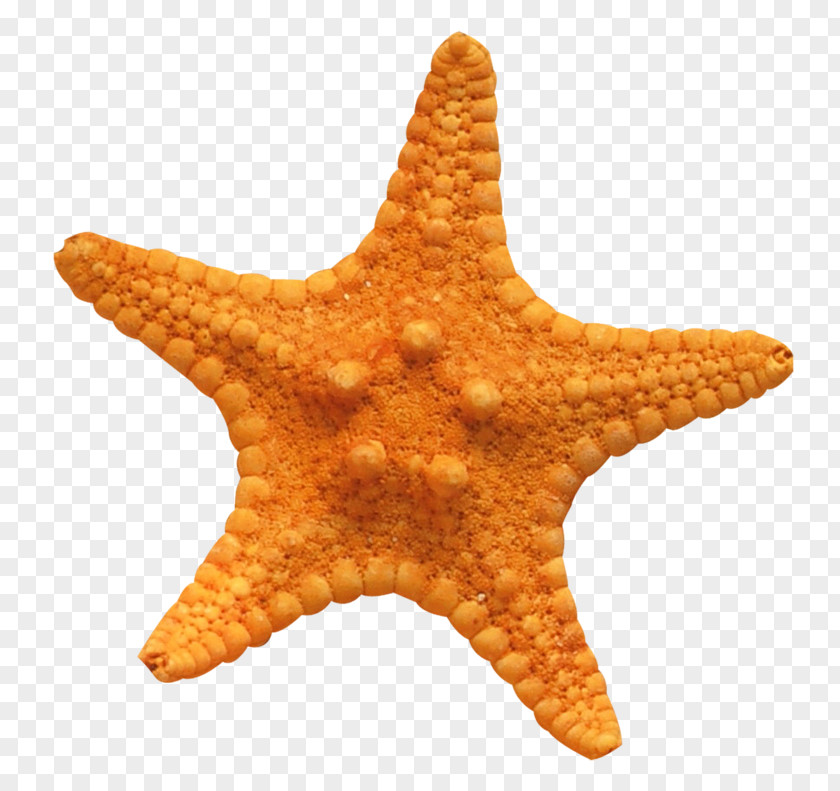 A Starfish Seahorse Stock.xchng Stock Photography PNG