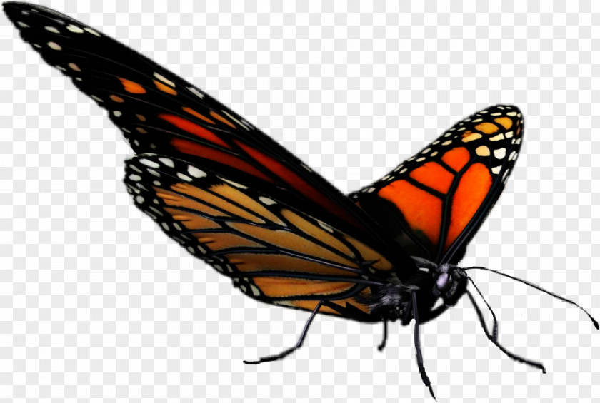Butterfly Monarch Animal Clip Art PNG
