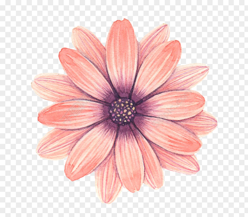 Flower Graphic Design Image PNG