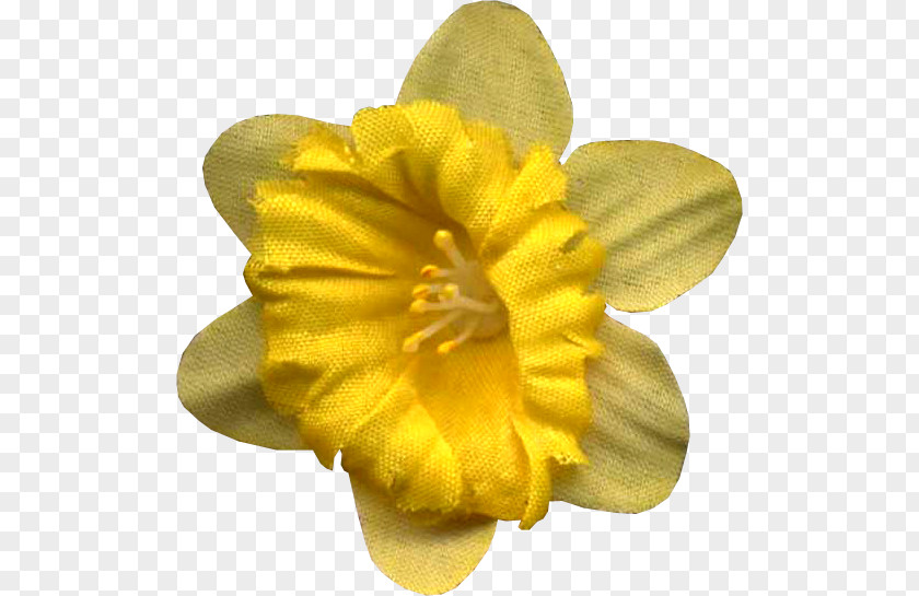 Narcissus Petal PNG