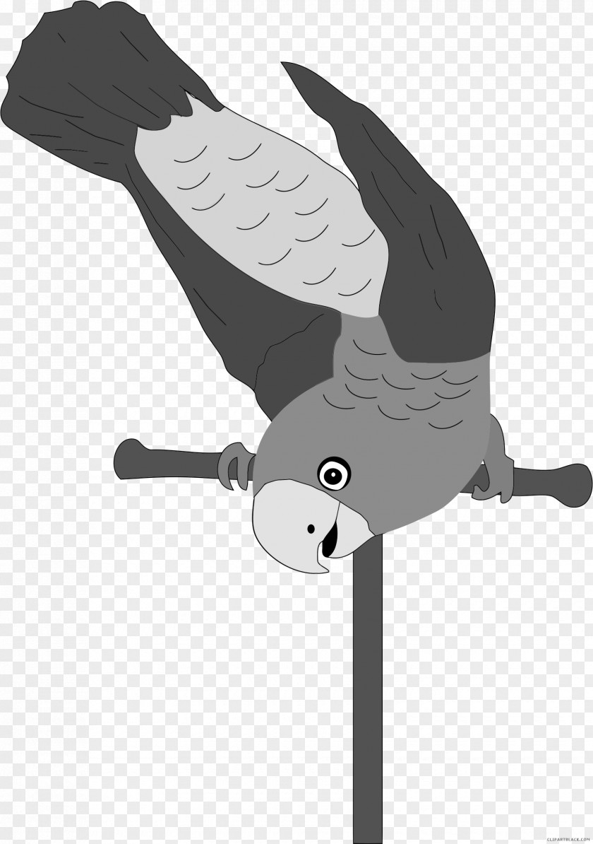 Bird Budgerigar Cockatiel Parakeet Clip Art PNG