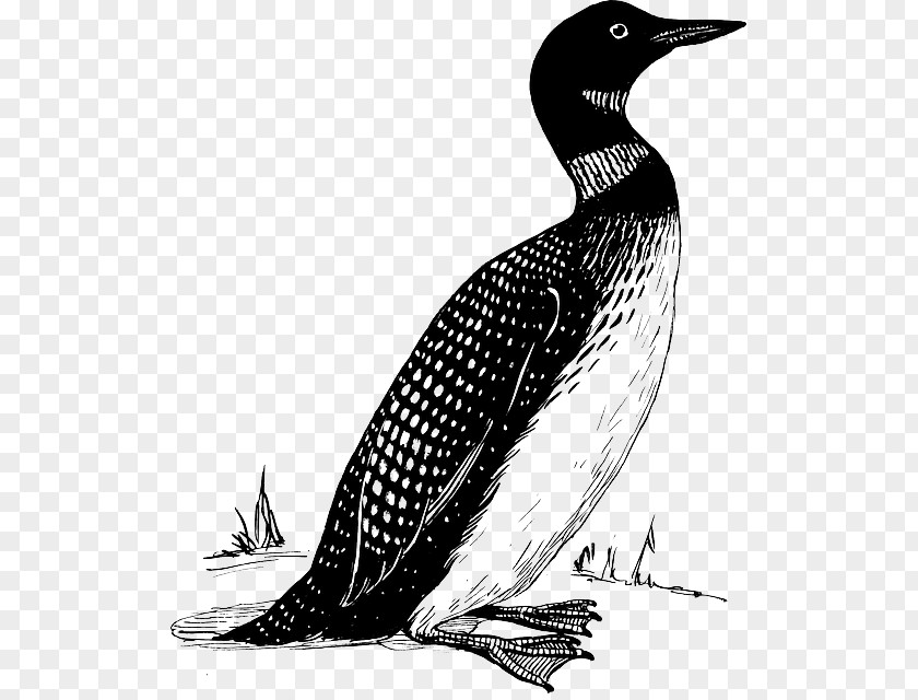 Bird Common Loon Clip Art PNG