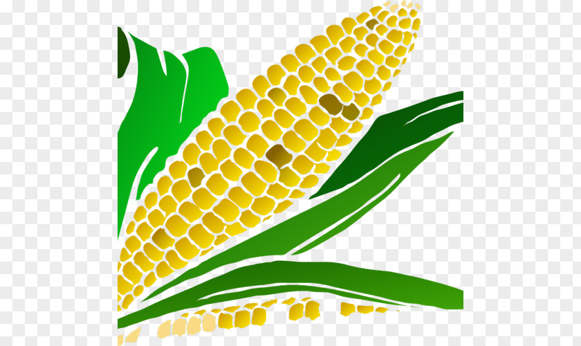 Corn On The Cob Stanton Festival Kernel PNG