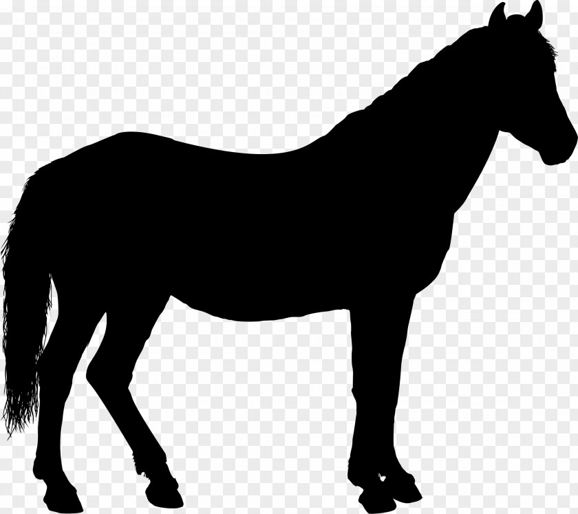 Horse Riding Silhouette Clip Art PNG