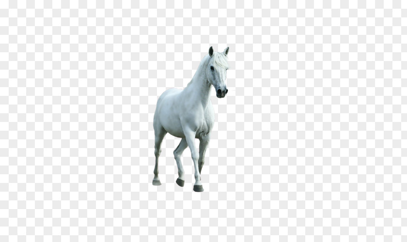Horse White Transparency And Translucency PNG