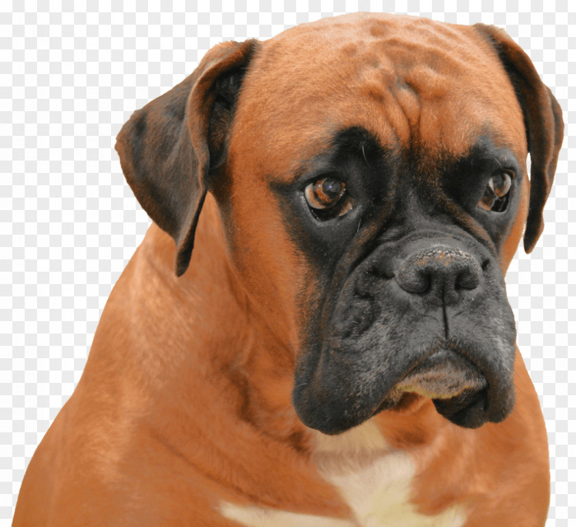 Puppy Boxer Valley Bulldog Dobermann Bullmastiff PNG