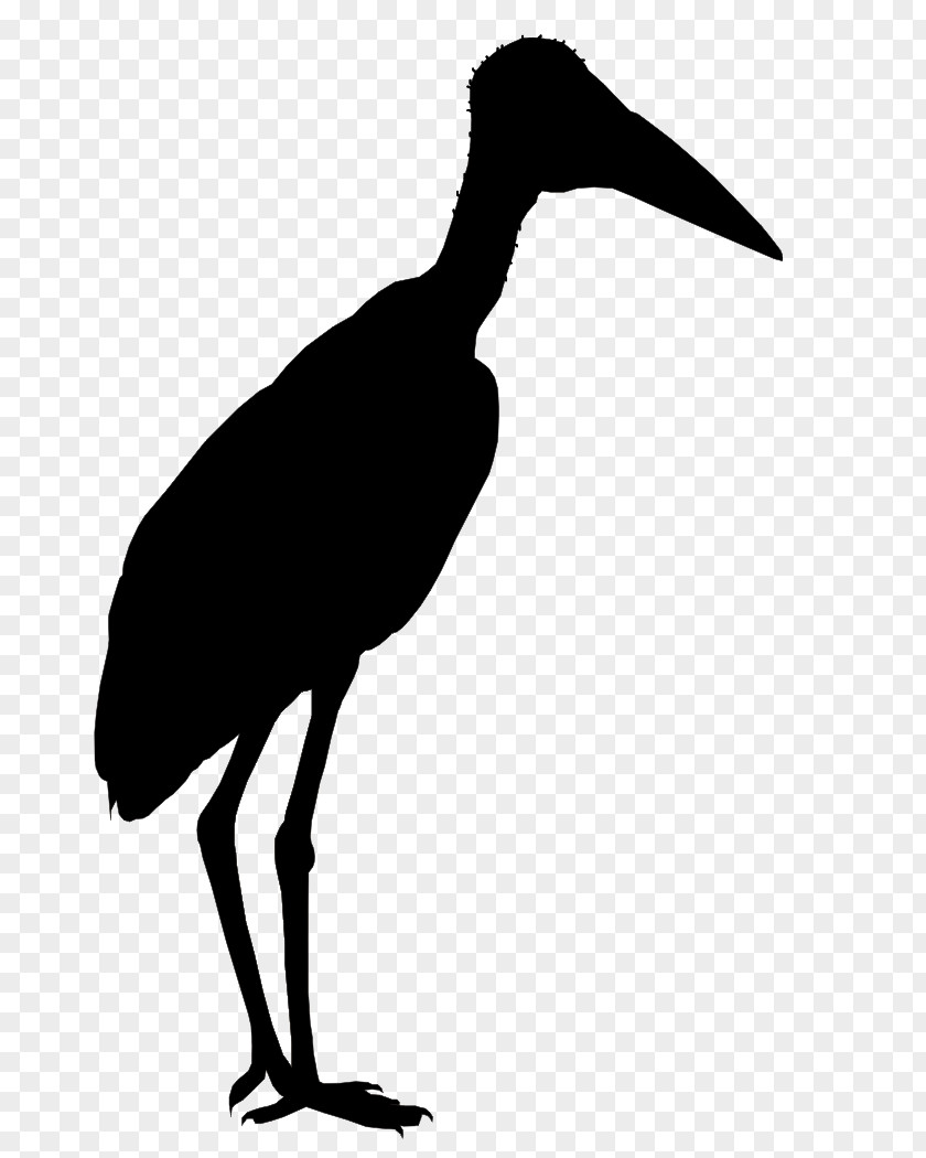 Stork Graphics Marabou Liang Bua Flores Greater Adjutant Bird PNG