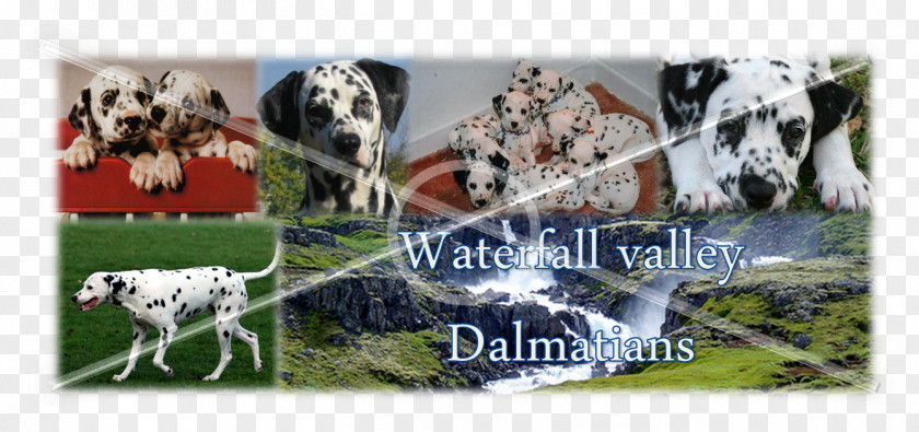 Puppy Dalmatian Dog Dairy Cattle PNG