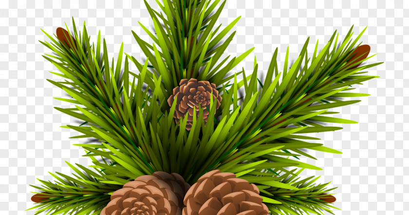 Shortleaf Black Spruce Oregon Pine Columbian Sugar Yellow Fir Jack Lodgepole PNG