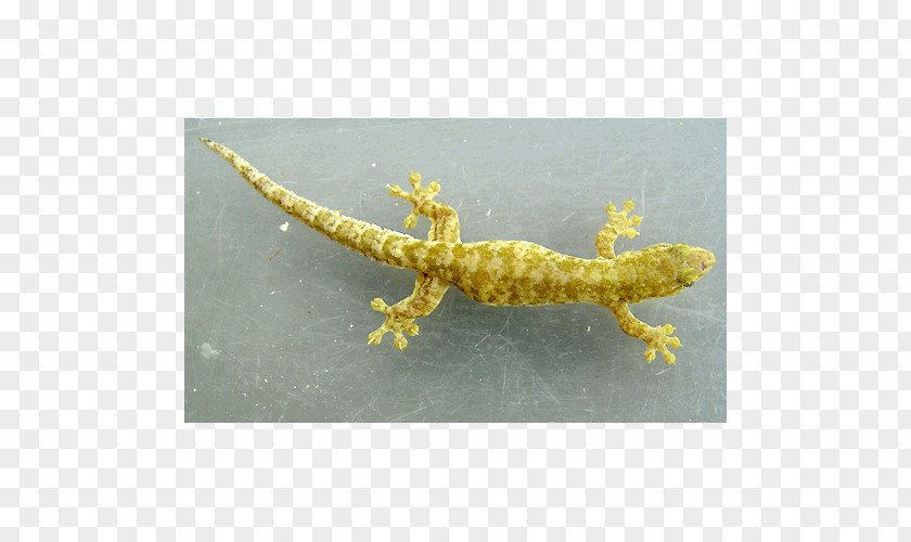 Tokay Gecko Perochirus Digit Electron Microscope PNG