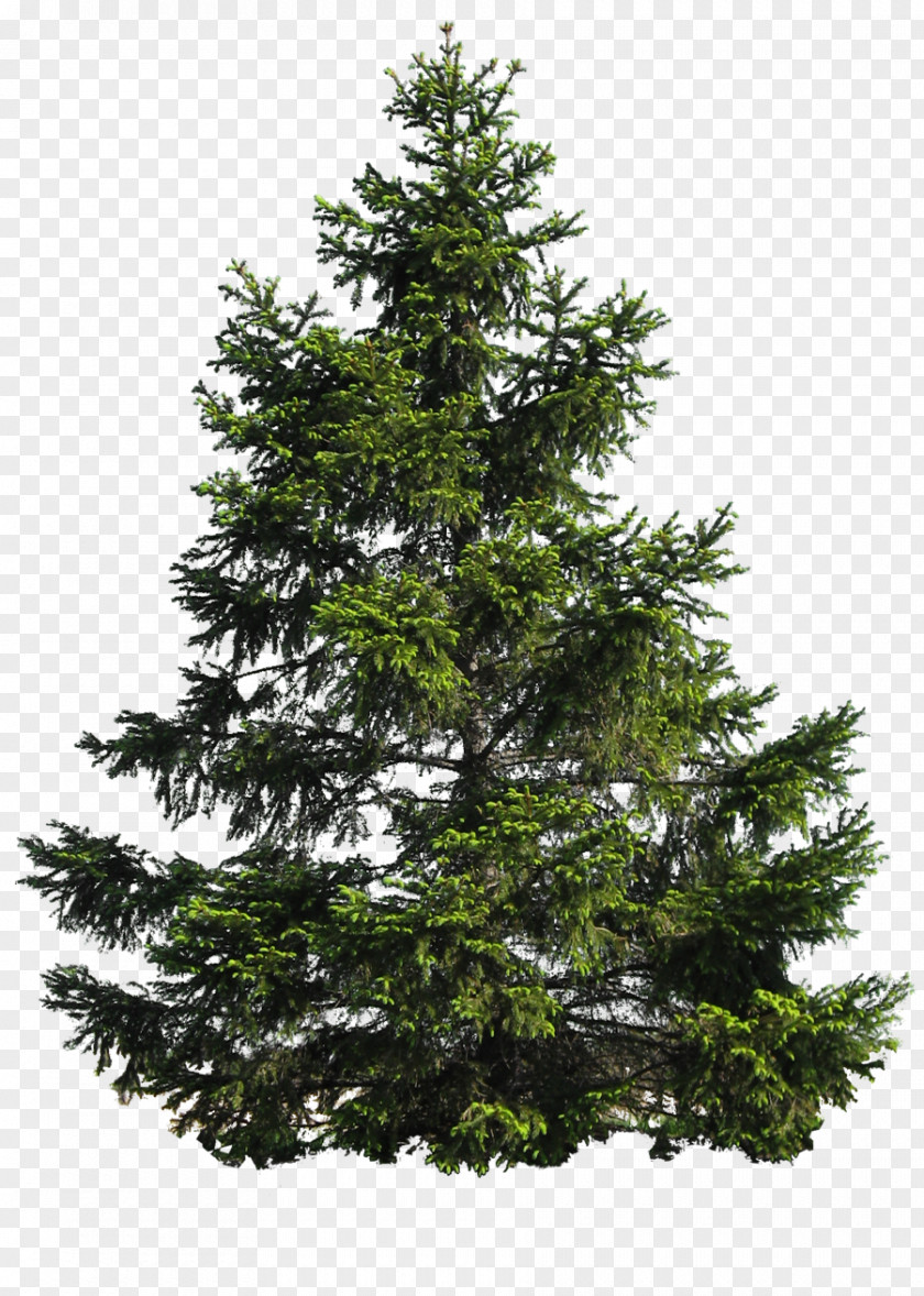 Trees Tall Oil Rosin Wood Fatty Acid PNG