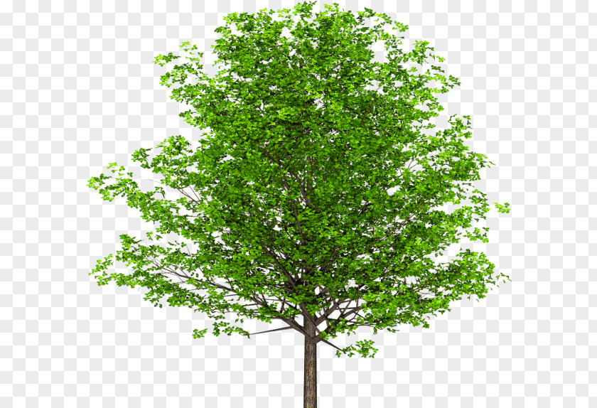 Walnut English Branch Tree PNG