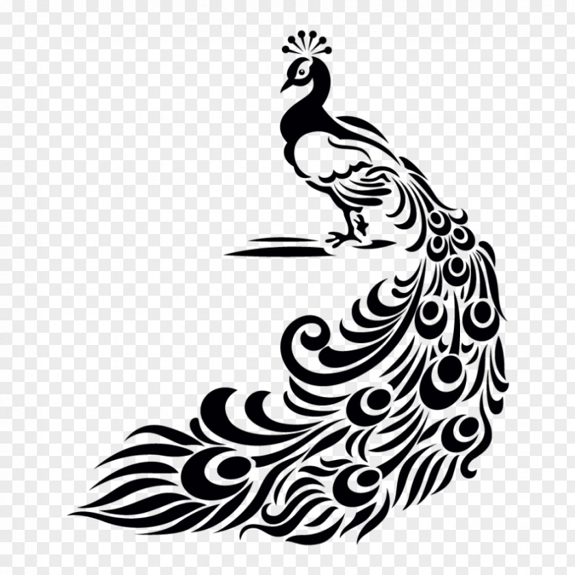 Bird Peafowl Drawing Clip Art PNG