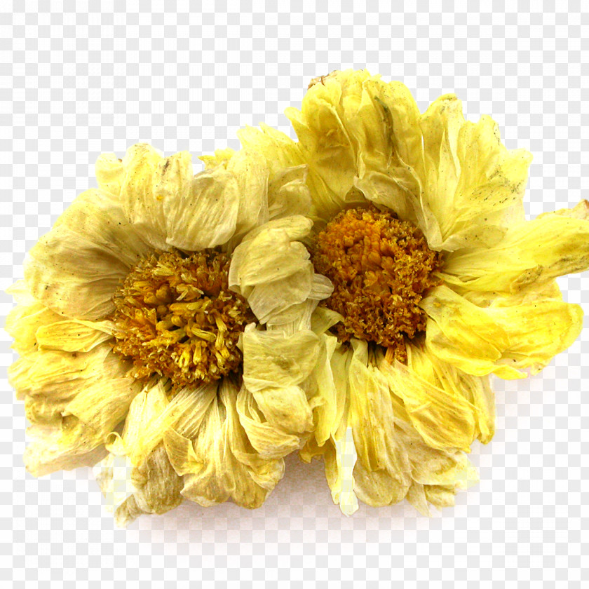 Chrysanthemum Flower Material Xd7grandiflorum Indicum Tea Dendranthema Lavandulifolium PNG