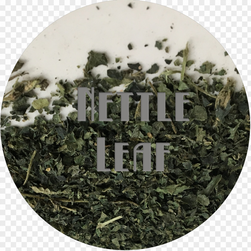 Dried Leaves Common Nettle Sencha Tincture Elderberry Salve PNG