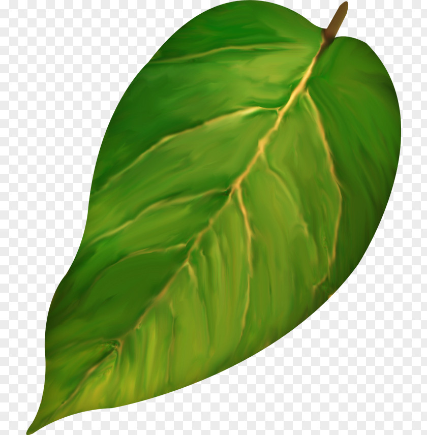 Leaves Leaf Gratis PNG