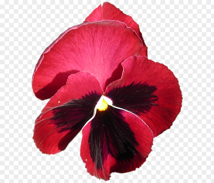 Pansy Annual Plant Violet Perennial PNG