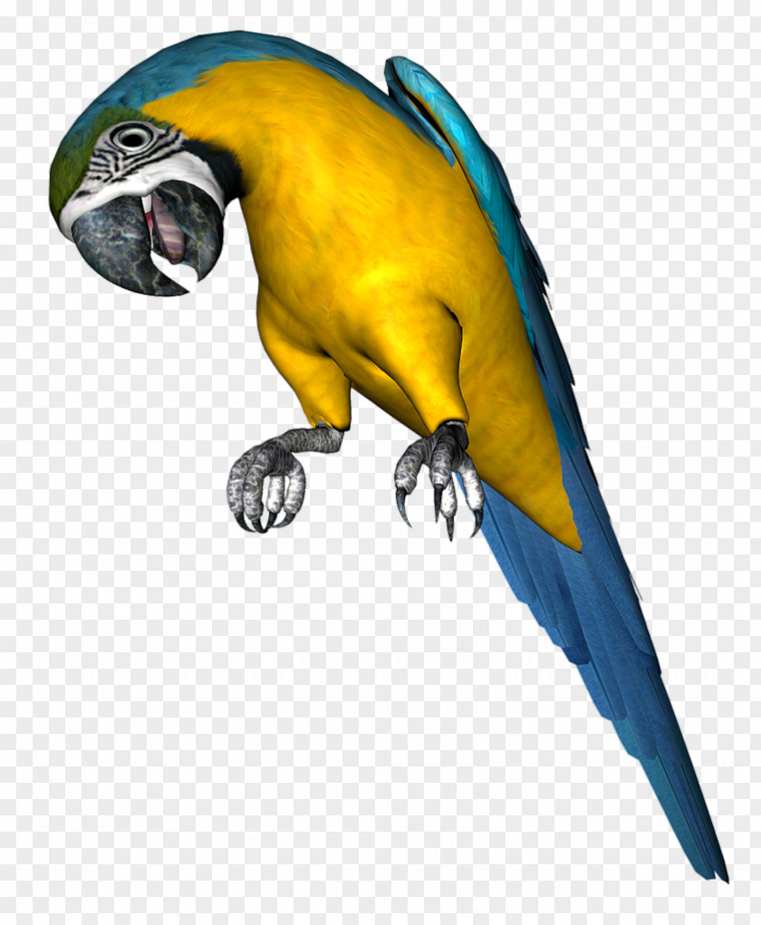 Parrot Bird Budgerigar Clip Art PNG