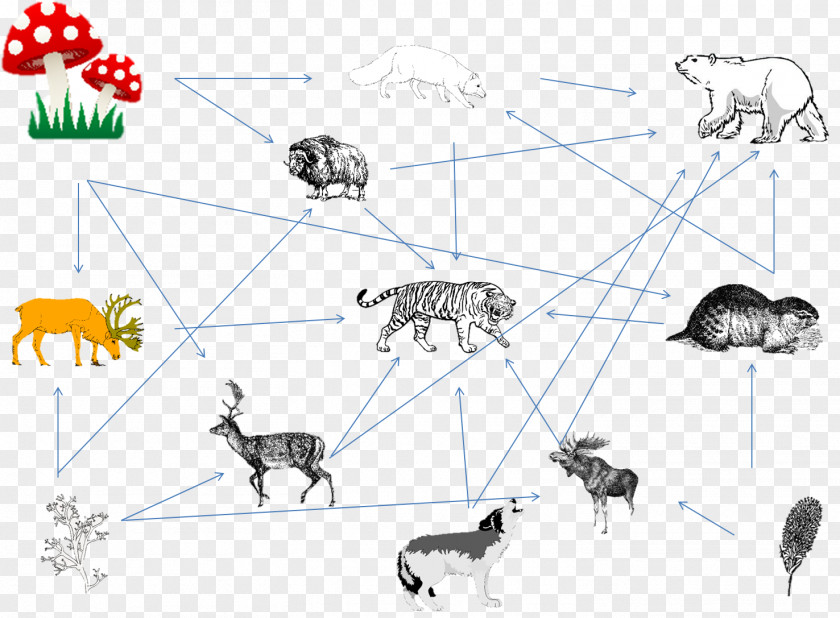 Black Panther Gray Wolf Siberian Tiger Food Web Chain PNG