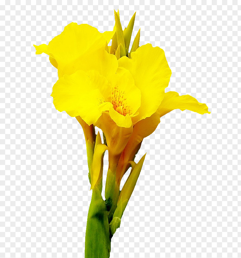 Cannabis Pictures Canna Cut Flowers PNG