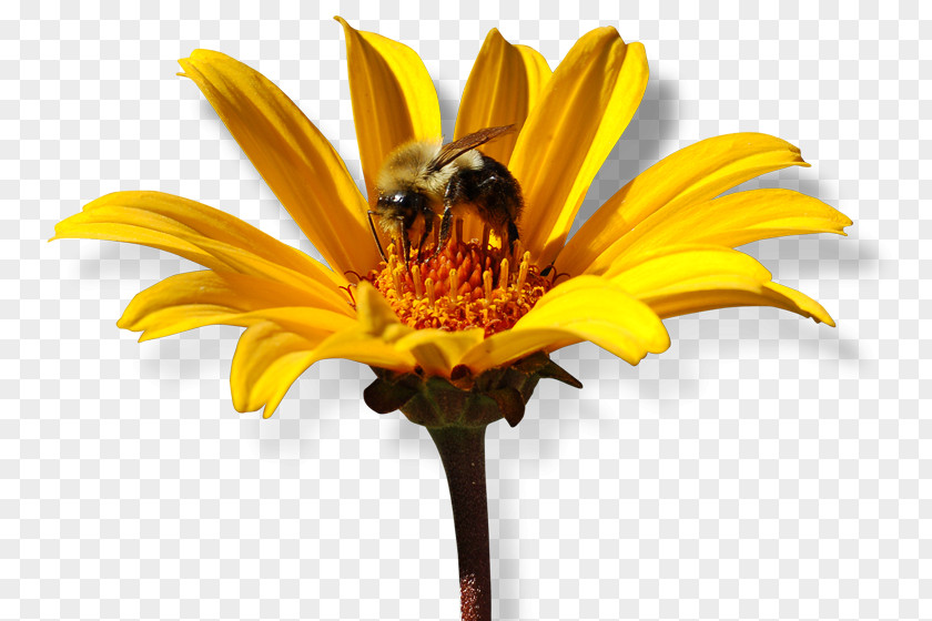 Collecting Nectar Honey Bee Common Sunflower Cut Flowers PNG