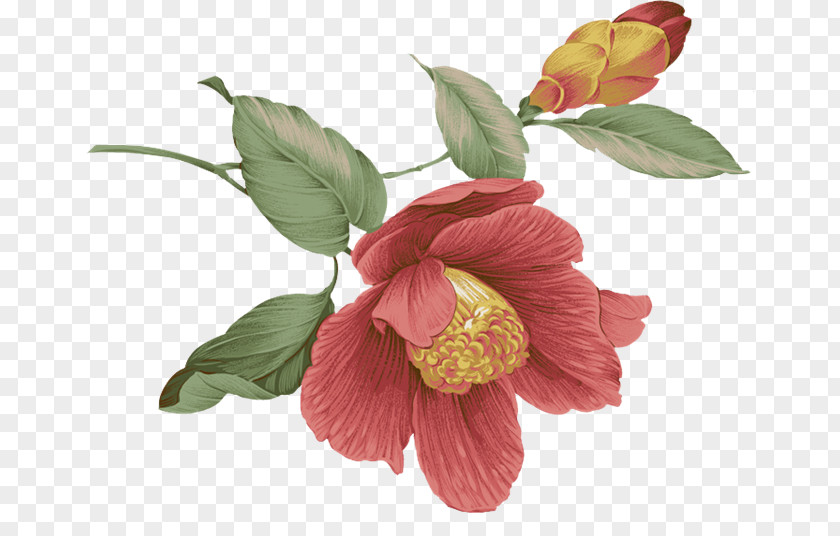 Flower Floral Design Pattern PNG