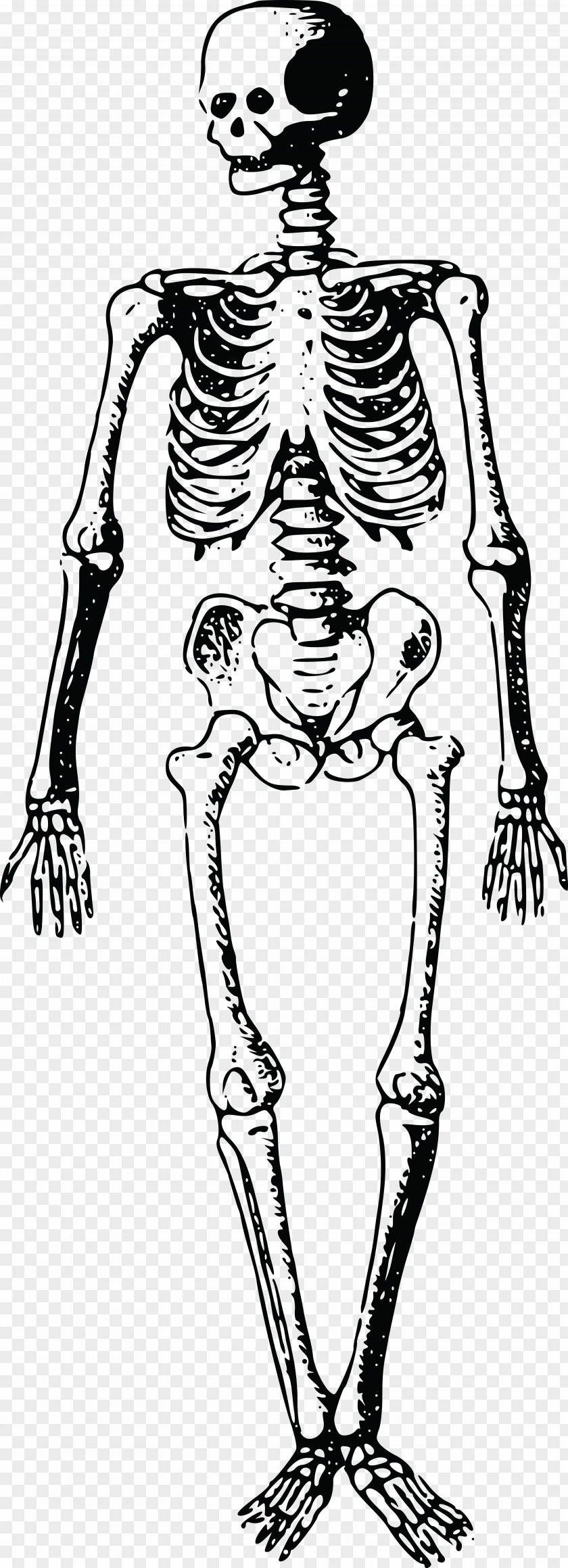 Skeletal Vector Skeleton Finger Bone Homo Sapiens PNG