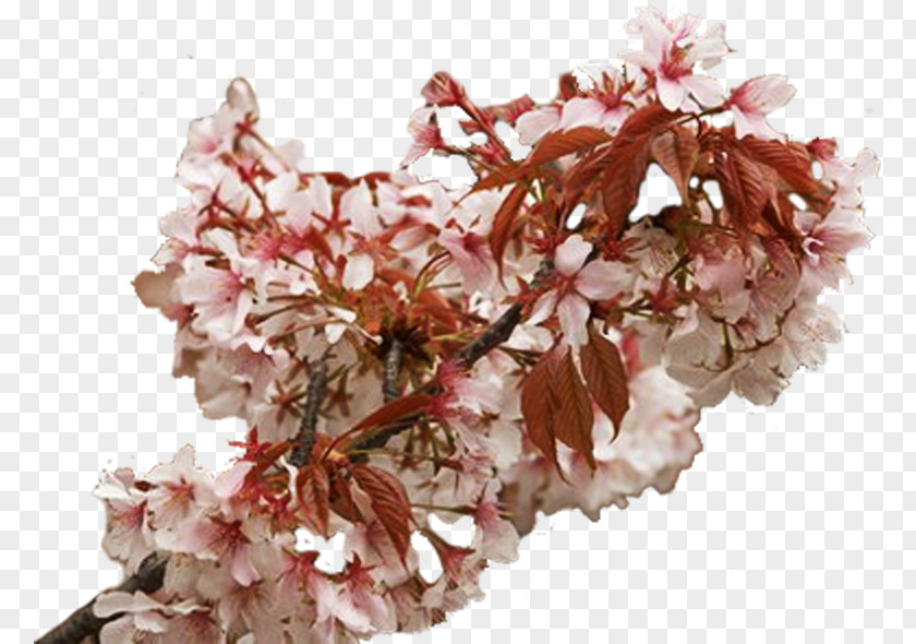 Cherry Blossom Spring Flower ST.AU.150 MIN.V.UNC.NR AD Lilac PNG