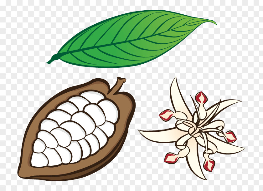 Flower Clip Art Cacao Tree Drawing Image PNG