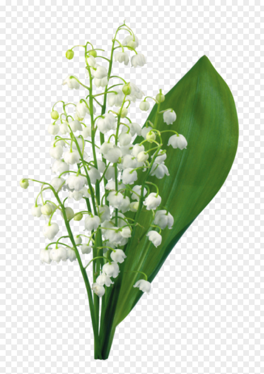 Gypsophila Lily Of The Valley May 1 Symbol PNG