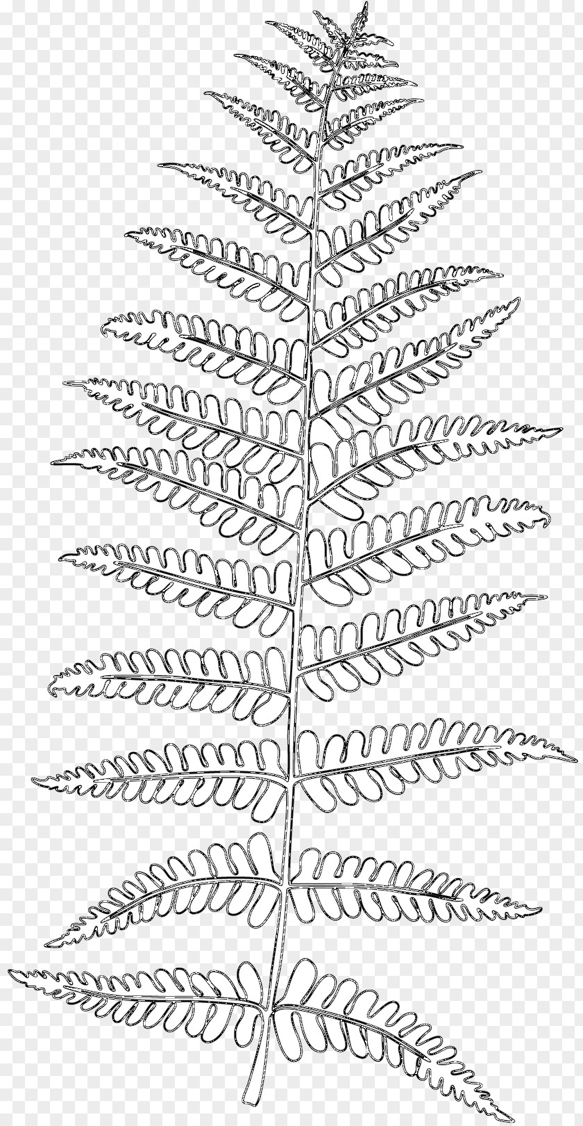 Illustration Vector Graphics Frond Stock Photography PNG