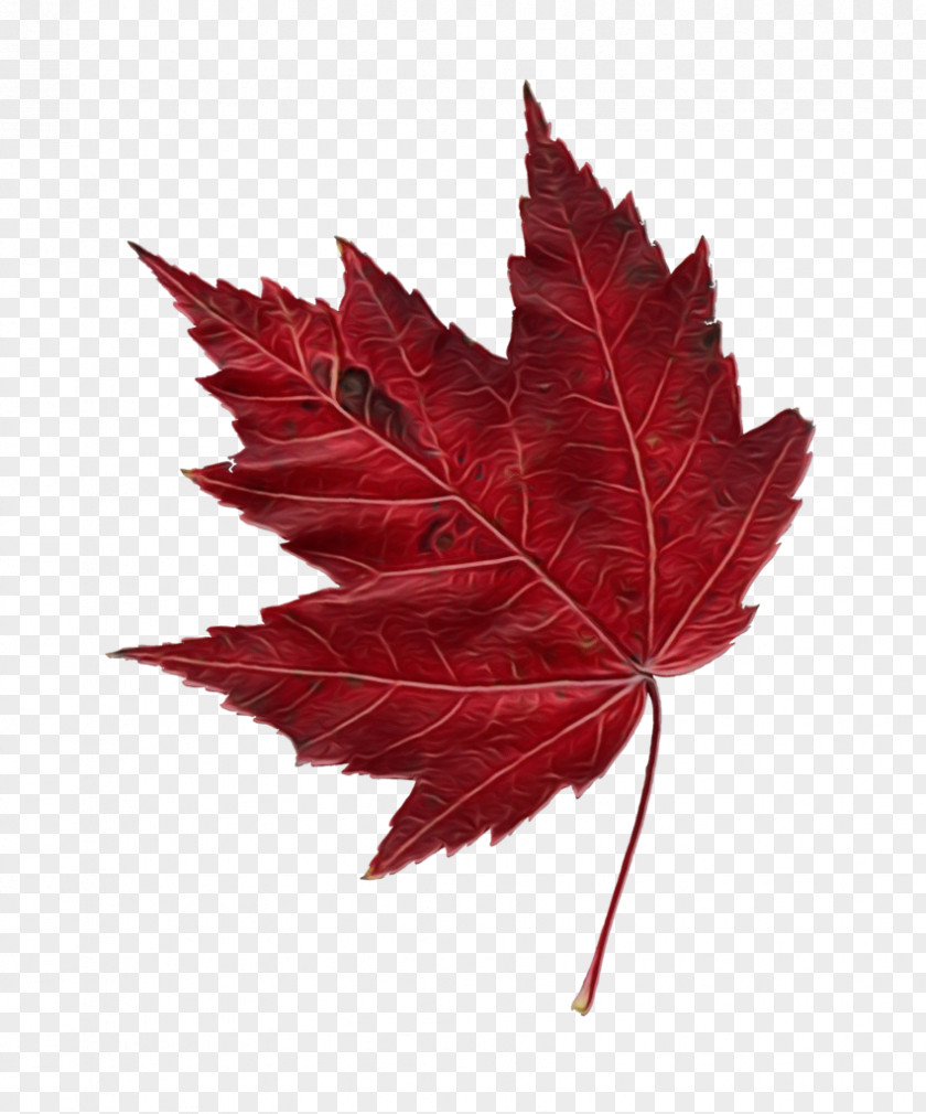 Leaf Maple / M Tree Plant PNG