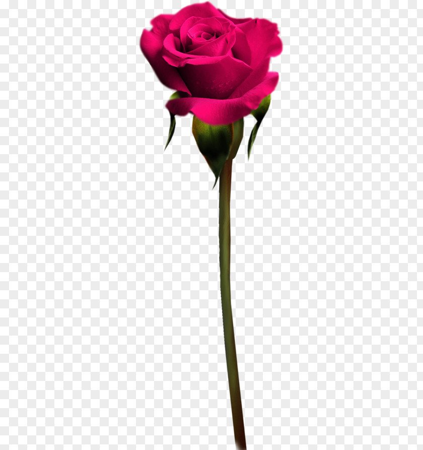 Rose Garden Roses Cut Flowers Petal Plant Stem PNG