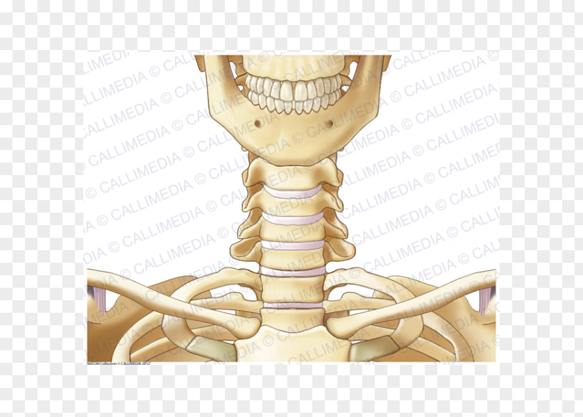 Skeleton Joint Bone Neck Anatomy PNG