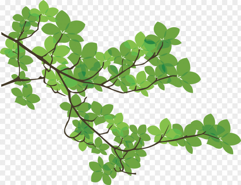 Branches Branch Leaf Tree PNG