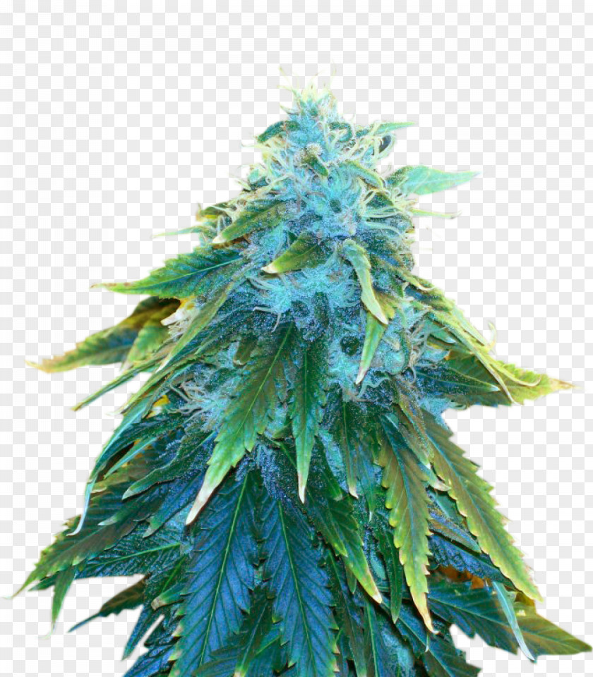 Cannabis Sativa Marijuana Seed Cultivation PNG