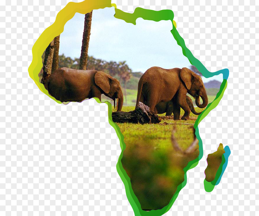 Elephant African Forest Asian Loango National Park Odzala-Kokoua PNG