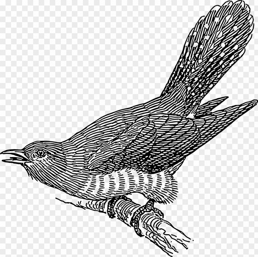 Kiwi Bird Common Cuckoo Clip Art PNG