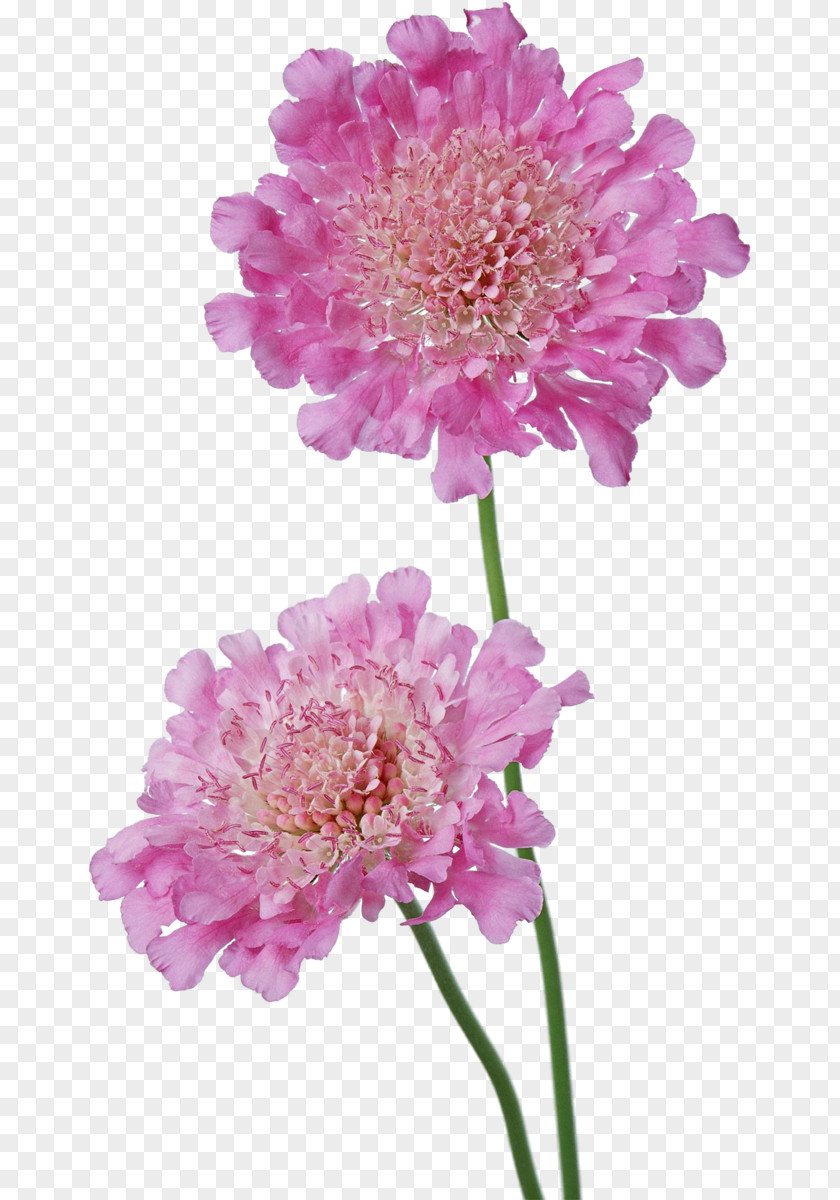 Peony Cut Flowers Photography PNG