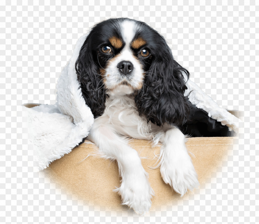 Puppy Cavalier King Charles Spaniel DOG SALON LULUNCHI/ドッグサロンルルンチ Dog Breed PNG