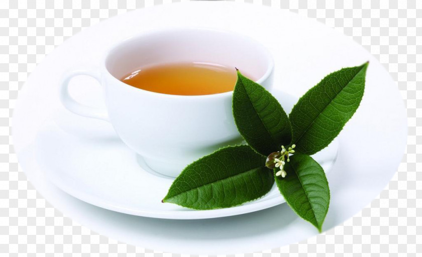 Tea Creative Hanoi Coffee Milk Phyllanthus Urinaria PNG