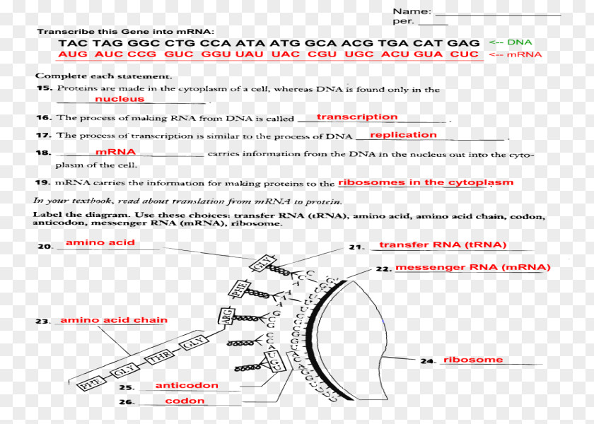 Transcription Translation Worksheet Text PNG