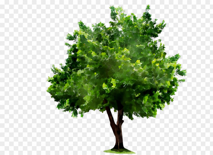 Vector Graphics Tree Image Oak Royalty-free PNG