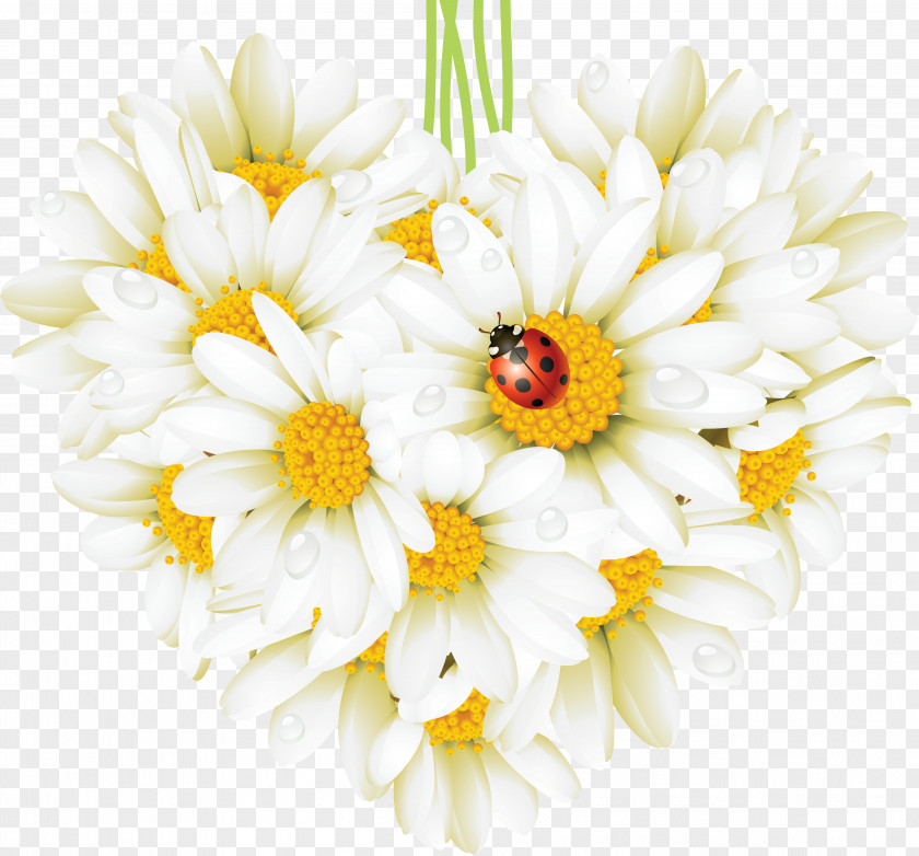 Camomile Common Daisy Flower Heart Beetle Ladybird PNG