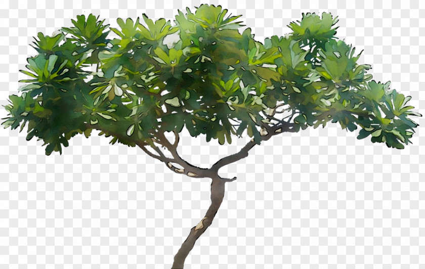 Flowerpot Shrub Houseplant Plane Trees PNG