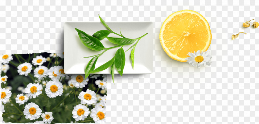 Perennial Plant Herb Lemon Flower PNG